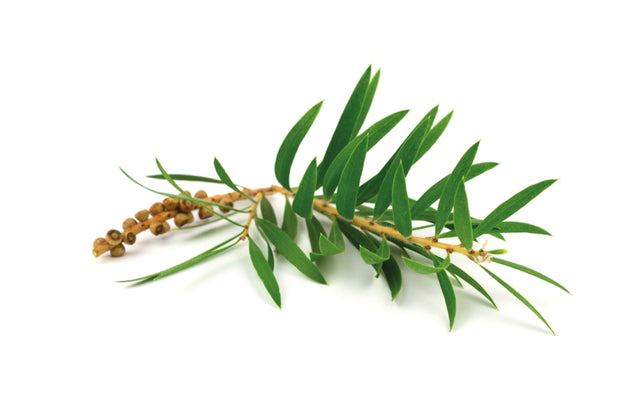 Abbeylab Tea Tree Sea of life leave-in mask