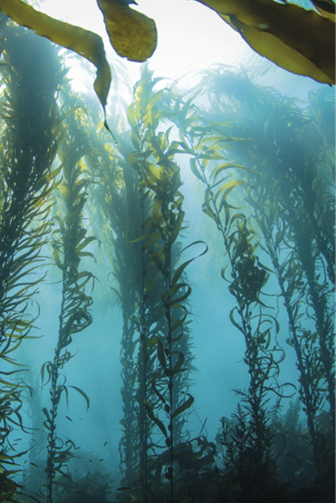 Zeewier goed voor je huid? Zeker weten!